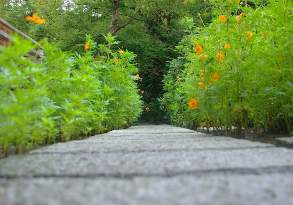 花に囲まれた道