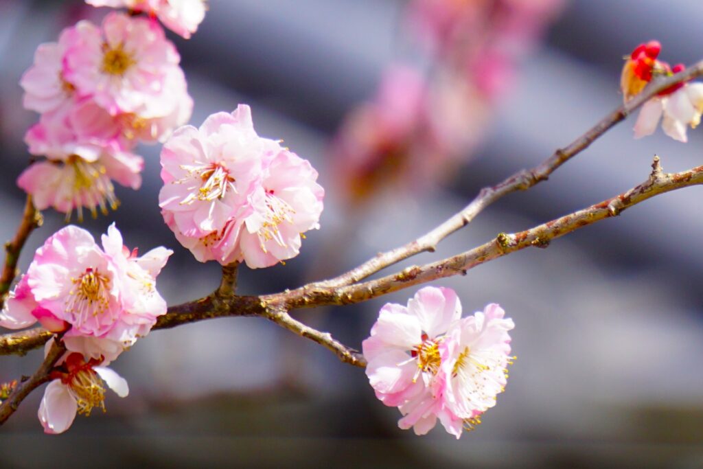 桜の画像